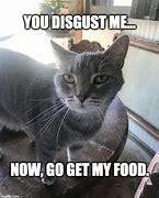 Image result for Disgust Cat Meme