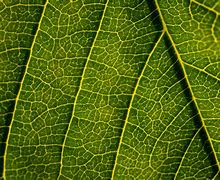 Image result for Plant Leaf Texture