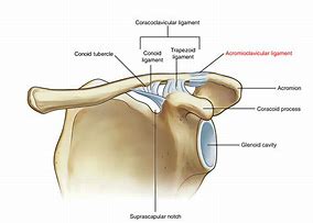 Image result for acromiob