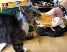 Image result for Cheezburger Cats