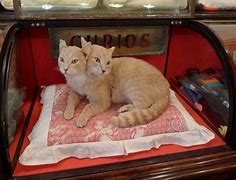 Image result for Two-Headed Smoking Cat