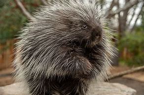 Image result for Flattened Porcupine