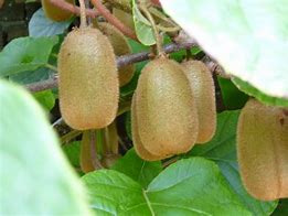 Image result for ACTINIDIA DELICIOSA HAYWARD