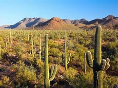 Image result for Phoenix Arizona Landscape