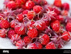 Image result for Common Strawberry