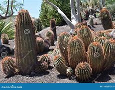 Image result for Cactus Latin