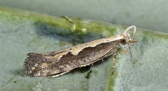 Image result for "diamondback-moth"