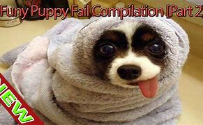 Image result for Puppy Fails