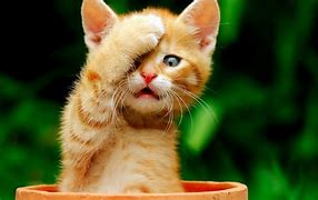 Image result for Cute Cats Doing Funny Things