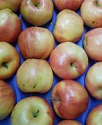 Image result for 17 Gala Apples