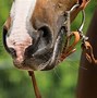 Image result for Types of Horse Reins