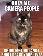 Image result for Dank Cat Memes Clean