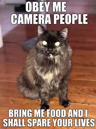 Image result for Cat Memes Funny Clean Videos
