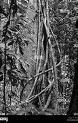 Image result for Kentucky Tree Climbing Vines