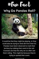 Image result for Giant Panda Bear Facts