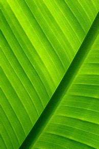 Image result for Green iPhone Wallpaper