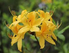 Rhododendron luteum に対する画像結果