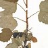 Image result for Ribes nigrum Titania