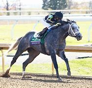Image result for Breeders' Cup Dirt Mile