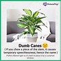 Image result for Easy to Maintain Indoor Plants