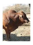 Image result for Botswana Cattle
