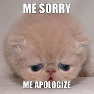 Image result for Cat Apology Meme