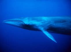 Image result for Balaenoptera