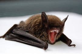 Image result for Vampire Bat Diseases