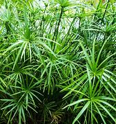 Image result for Cyperus Umbrella Plant