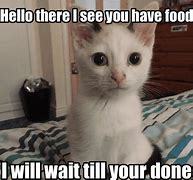 Image result for Cutest Kitten Memes
