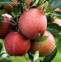 Image result for Container Apple Trees