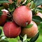 Image result for Dwarf Apple Trees in Pots