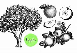 Image result for White Apple Tree Illustration