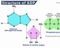 Image result for adenipat�a
