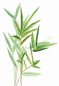 Image result for Bamboo Watercolor