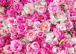 Image result for Soft Pink Roses Wallpaper
