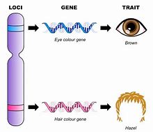 Image result for Chromosome Gene Locus