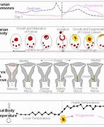 Image result for Cervical Mucus during Cycle