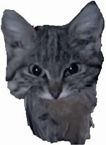 Image result for Cat with Rice Hat Emoji Discord