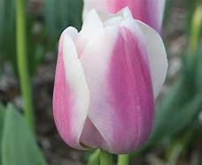 Tulipa Royal Pride എന്നതിനുള്ള ഇമേജ് ഫലം