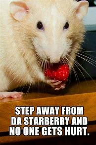 Image result for Rats and Mice Saying