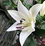 Image result for Lilium Pretty Woman