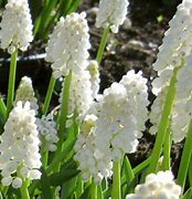 Image result for Muscari White Spear