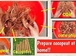 Image result for cocob�lsami
