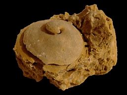 Image result for fosilizar