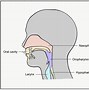 Image result for Head and Neck Cancer Staging