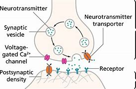 Image result for Synapse Action Potential Neuron