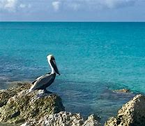 Image result for Pelican Photography