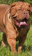 Image result for Heaviest Dog