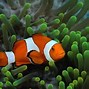 Image result for Clown Fish Wallpaper